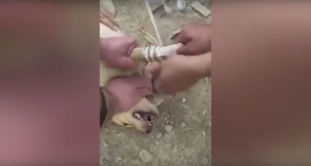 VIDEO: soldados kurdos vendan a un perro que pisó una mina puesta por Estado Islámico