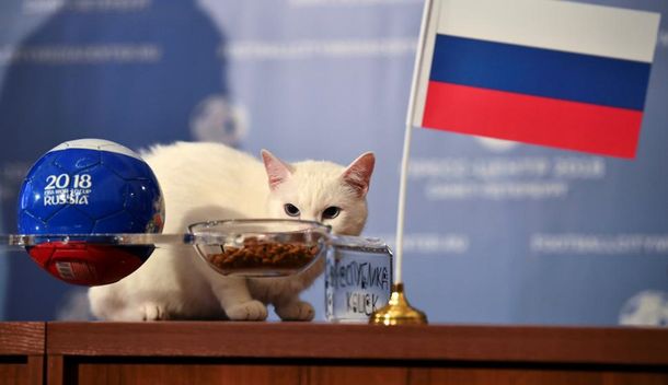 El gato Aquiles,  el oráculo oficial de Rusia 2018, anticipó quién ganará el primer partido del Mundial