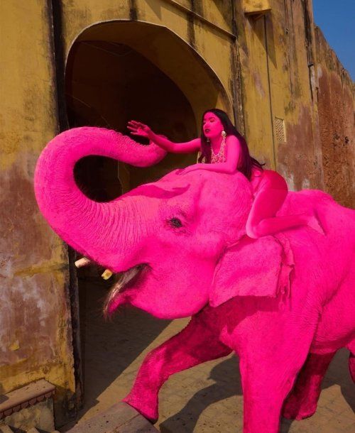 Polémica en India: pintaron de rosa a una elefanta para una sesión de fotos y murió