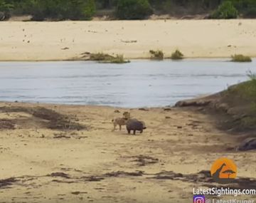 Hipopótamo defiende a su madre