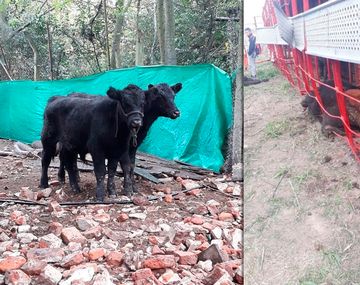 Otra vez volcó un camión con terneros y los carnearon en la ruta