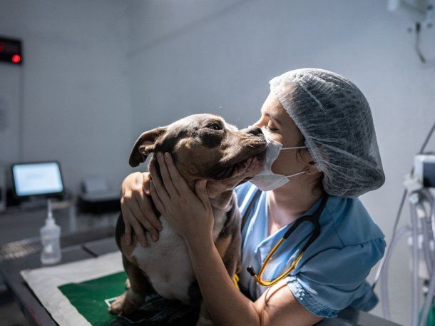 Día del Veterinario en Argentina: por qué se celebra el 6 de agosto
