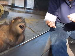 video: orangutan amante de la magia no para de reir con un truco video: orangutan amante de la magia no para de reir con un truco