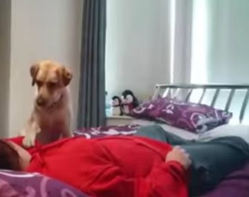 Perra salva a su dueña de ataque de epilepsia
