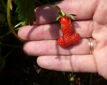 Encuentran una frutilla prohibida para menores de 18