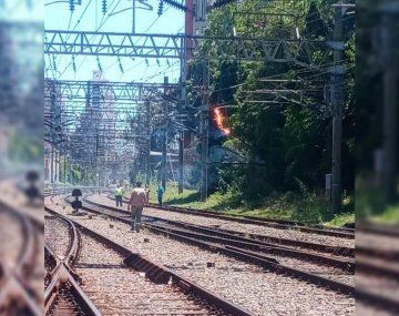 Video: se incendió un árbol y el tren Roca estuvo interrumpido más de dos horas