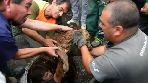 Heroico rescate: logran sacar a un perro atrapado en una alcantarilla después de casi una semana