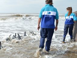 El momento en que pingüinos magallánicos regresaban al mar.