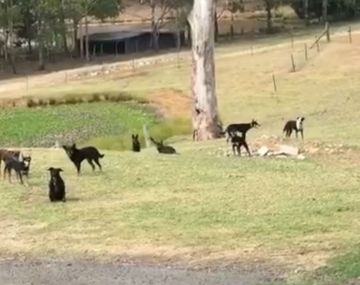 El divertido video de nueve perros totalmente petrificados