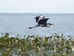 Ibera_flor_cb_180611_3_42409 Ibera_flor_cb_180611_3_42409
