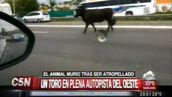 insolito: una corrida de toros en plena ruta insolito: una corrida de toros en plena ruta