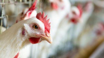 la importacion de carne aviar, porcina y vacuna es record y pone en peligro a productores locales