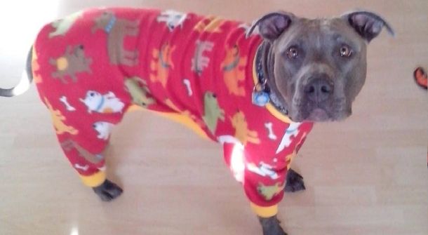 Ya está todo inventado: lanzan una moda de ponerle pijamas a perros pitbulls