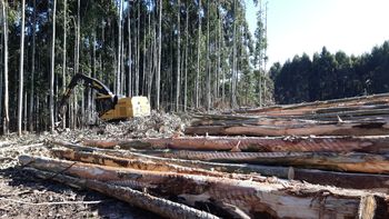 El volumen exportado de pino se desplomó un 78% en abril. El volumen exportado de pino se desplomó un 78% en abril.