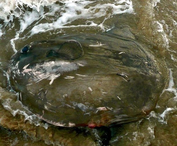 Un misterio difícil de resolver