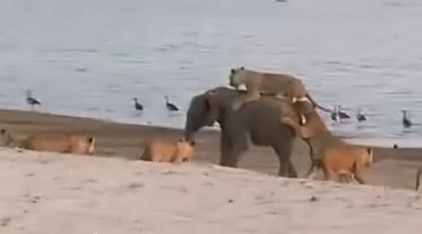 Elefante guerrero: luchó solo contra 14 leonas y logró que no lo comieran