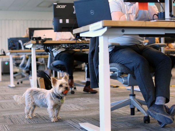 Día Mundial de Llevar el Perro al Trabajo: qué beneficios trae para empleados y empleadores