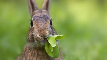 mato, despellejo y cocino en un guiso al conejo de su ex novia en california mato, despellejo y cocino en un guiso al conejo de su ex novia en california