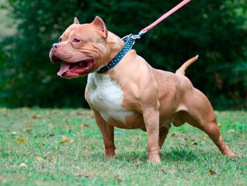 Un pitbull desfiguró a un pequeño de 10 años e hirió a su dueña