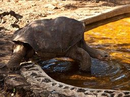 La última de su especie