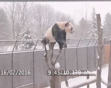 Un panda gigante se recibió de equilibrista