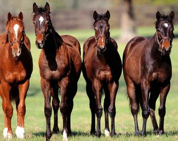 Se exportarán caballos de pura sangre al gigante asiático