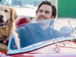 Netflix: el drama conmovedor sobre un perro leal y con mucho amor