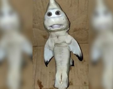 Encontraron un extraño pez con rostro humano: lo comparan con Baby Shark