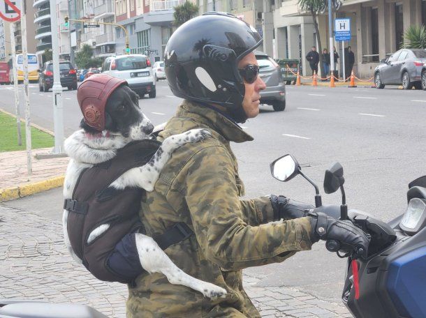 El mejor amigo del hombre: la insólita dupla de Mar del Plata que se volvió viral