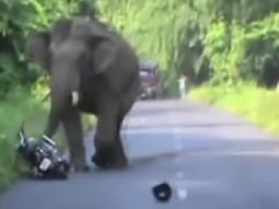 video: elefante interrumpe el trafico y aterra a un motociclista video: elefante interrumpe el trafico y aterra a un motociclista