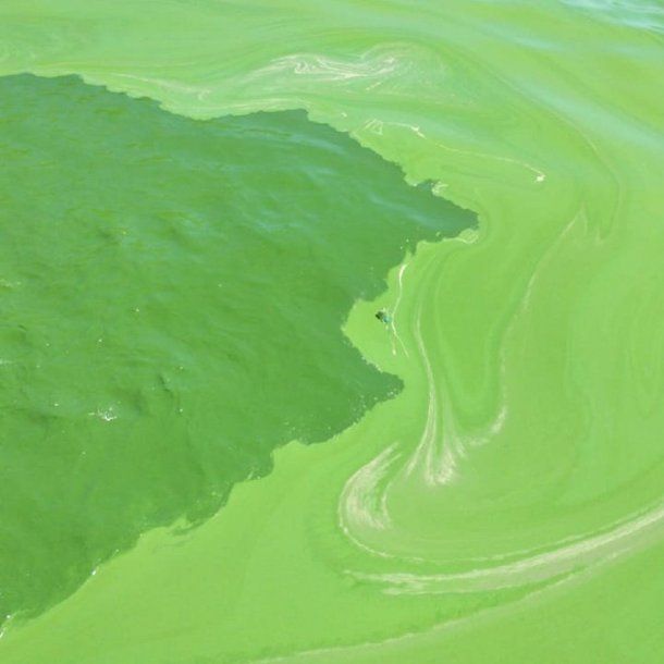 Problemas en el suministro de agua por algas en el Río de la Plata - @ABSAOficial