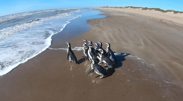 Animales sin cuarentena: diez pingüinos pudieron regresar al mar tras ser rescatados