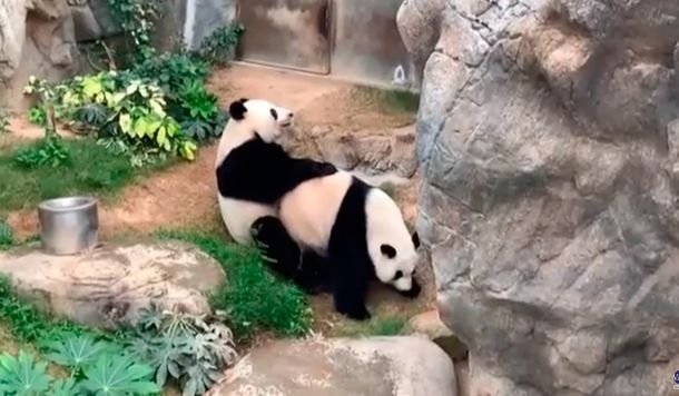 Una pareja de pandas se apareó por primera vez en 10 años