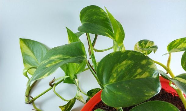 Truco casero: el secreto de colocar aluminio en un potus