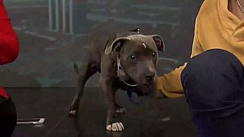 imperdible: el pitbull culposo que es furor en la web la rompio en c5n imperdible: el pitbull culposo que es furor en la web la rompio en c5n