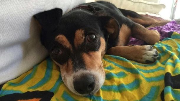 Su perra se perdió y quieren empapelar la ciudad para encontrarla