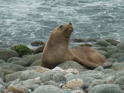 La gripe aviar en lobos marinos enciende las alarmas del sector turístico uruguayo. La gripe aviar en lobos marinos enciende las alarmas del sector turístico uruguayo.