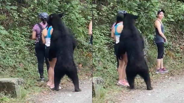 Escalofriante momento: estuvo cara a cara con un oso y su actitud se hizo viral