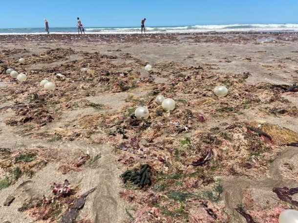 Qué son los huevos y las algas que coparon las playas de Mar del Plata