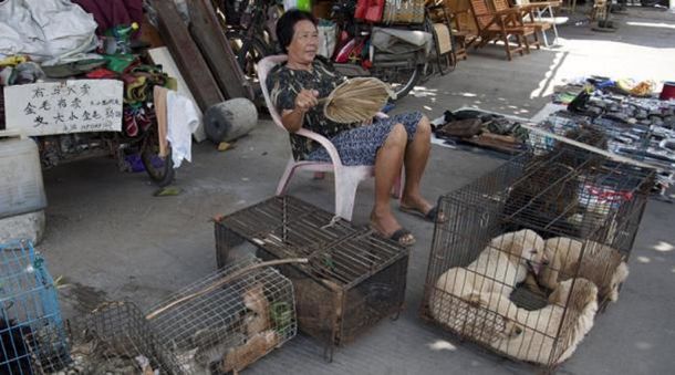 Corea del Sur pone perros en adopción para no comerlos