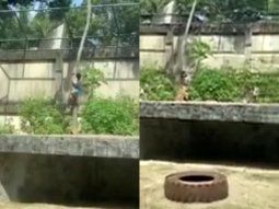 tragedia en un zoo de brasil: un intruso murio tras ser atacado por una leona tragedia en un zoo de brasil: un intruso murio tras ser atacado por una leona