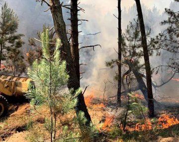 Un incendio en los bosques de Pinamar afecta a más de 30 hectáreas