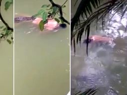 El cocodrilo llevó el cuerpo en la boca