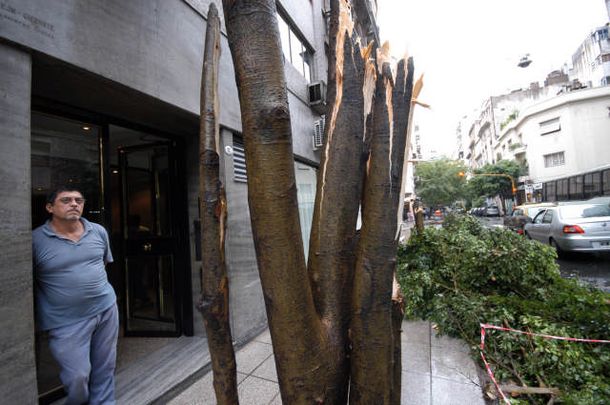 Arbol caído