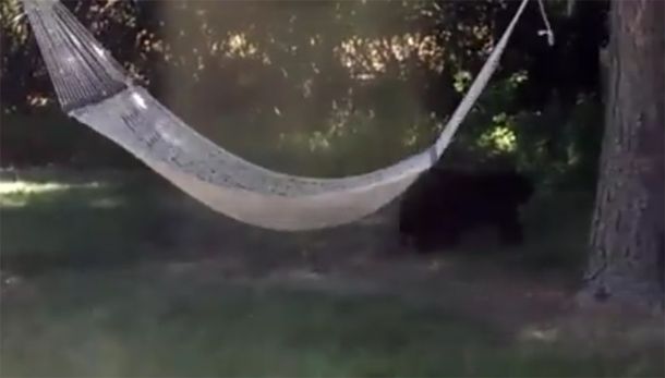 VIDEO: así se entretuvo un oso en una hamaca