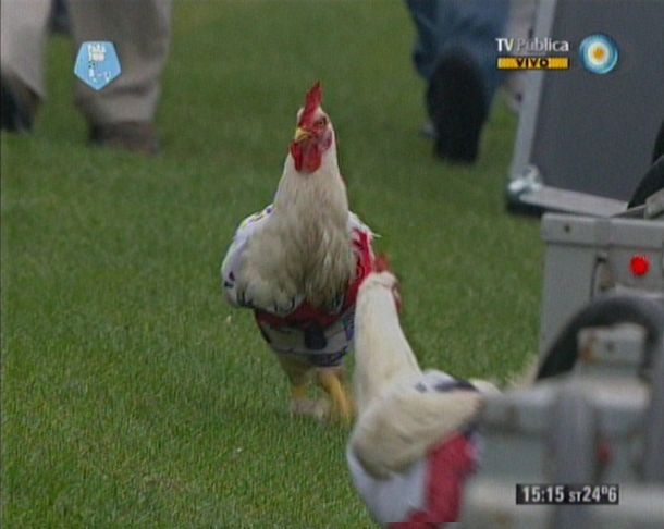 Dos gallinas sueltas en la cancha del Cervecero para burlar al Millonario