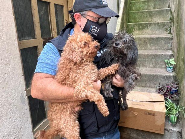 Rescatan 14 perros en una casa de Parque Chas