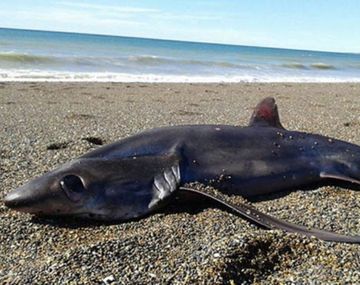 El tiburón zorro que apareció muerto en Chubut