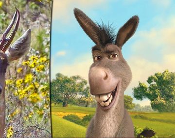 Los memes de las tarucas y Sturzenegger