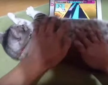 Usa al gato como joystick